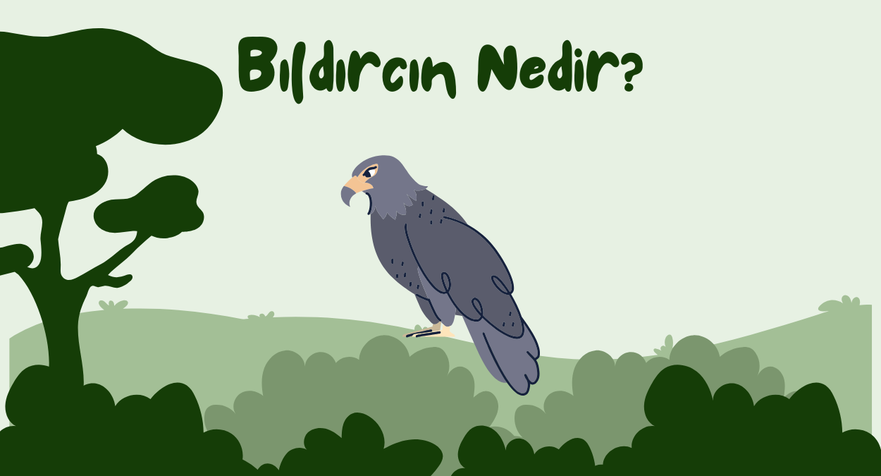 Bildircin Nedir 2024