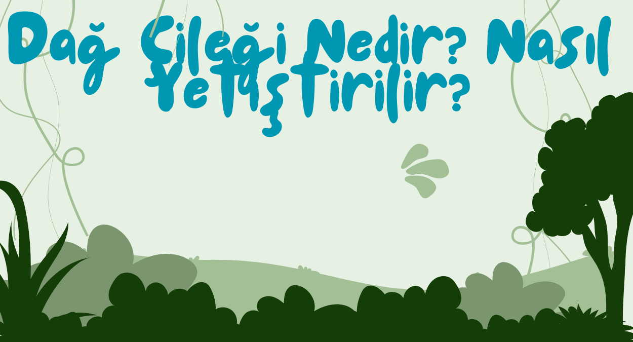 Dag Cilegi Nedir Nasil Yetistirilir