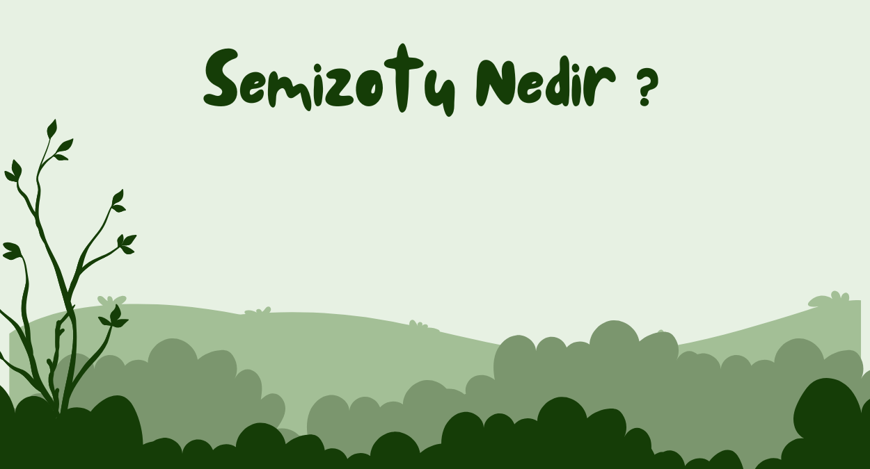 Semizotu Nedir 2024